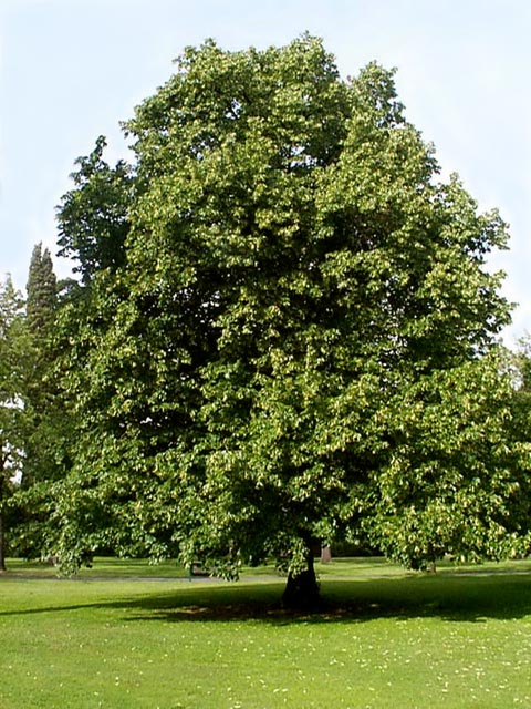 Linden tree