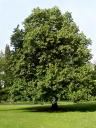 Linden tree