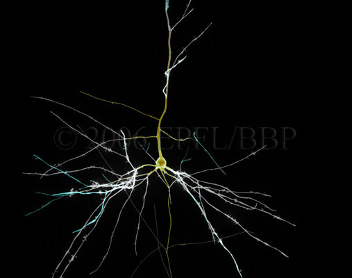 Neuron with simulation data mapped in color.