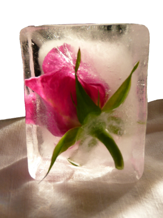 Frozen Rose